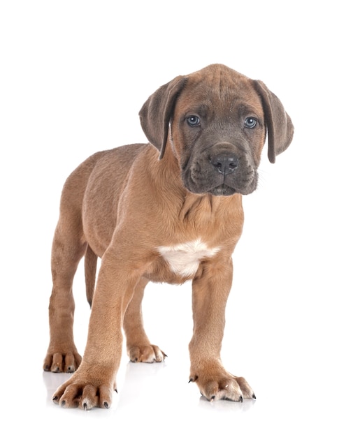 Puppy italian mastiff