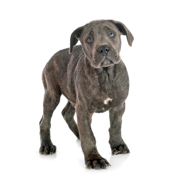 Puppy italian mastiff