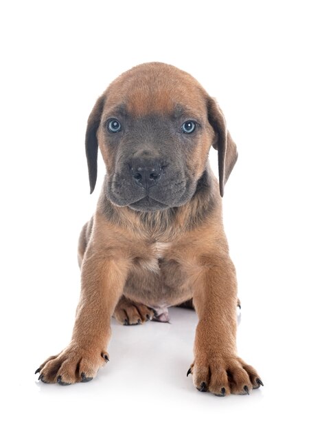 子犬イタリアンマスチフ