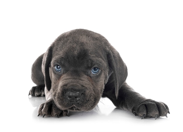 Puppy italian mastiff