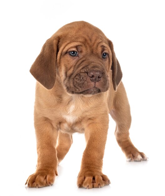 子犬イタリアンマスチフ
