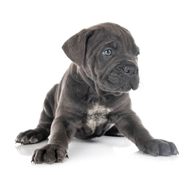 Puppy italian mastiff