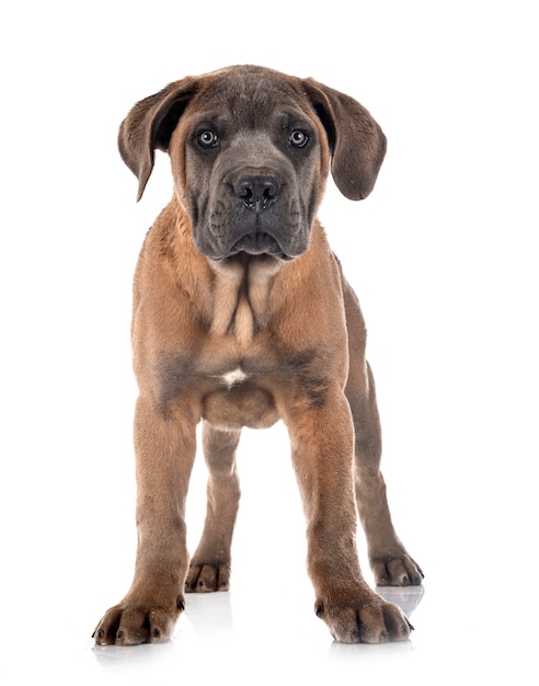 Puppy italian mastiff