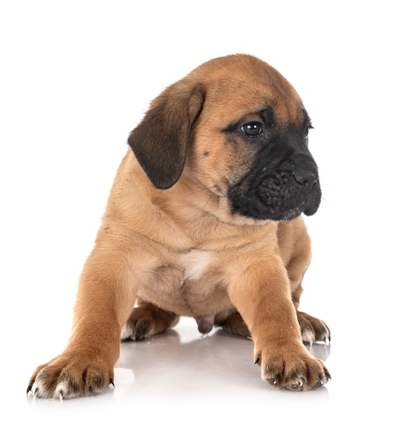 Puppy italian mastiff