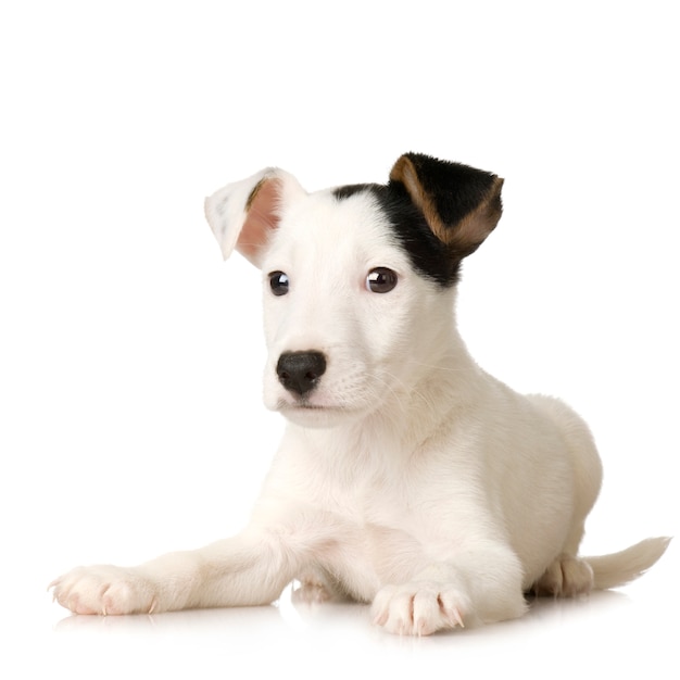 Puppy Jack russel. puppy portrait isolated