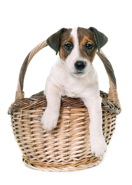 puppy jack russel terrier