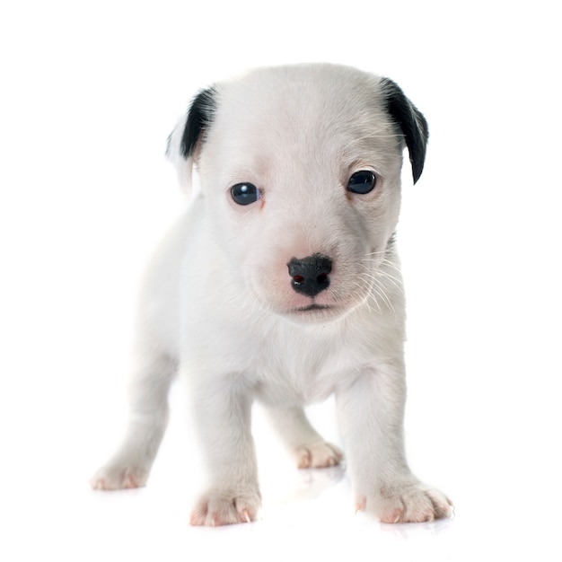 puppy jack russel terrier