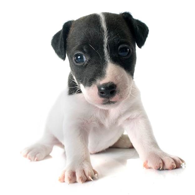 puppy jack russel terrier