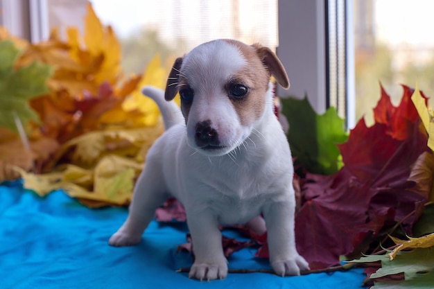 Puppy Jack Russell in autumn leaves