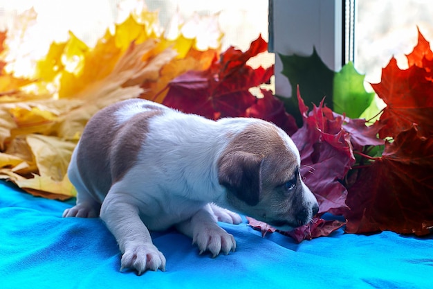 Puppy Jack Russell in autumn leaves