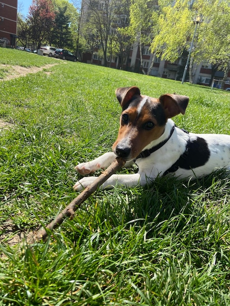 The puppy of a jack russell bears a stick jack russell lies in the grass