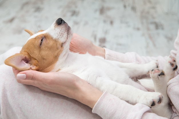 テリエの手を眠っている子犬ジャックラッセル犬