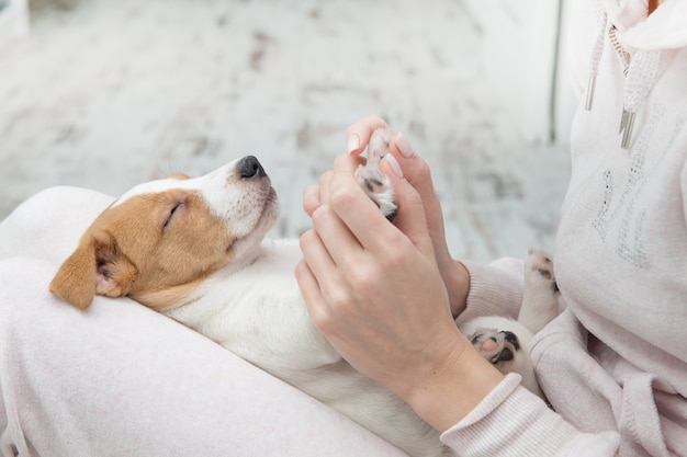 Puppy jack russell hond terier de handen slapen