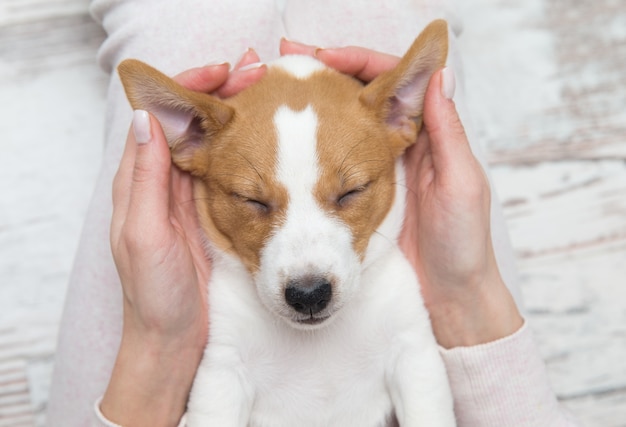 Puppy Jack Russell hondenslaap Terier de handen