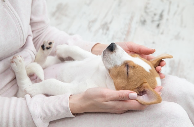 Puppy Jack Russell hondenslaap Terier de handen