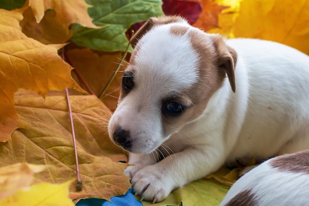 Puppy Jack Russell in herfstbladeren