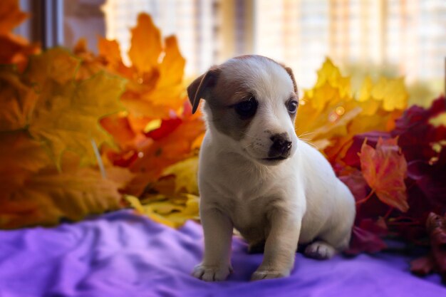 Puppy Jack Russell in herfstbladeren