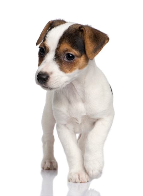 Puppy Jack Russell met 8 weken.