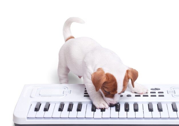 The puppy Jack Russell playing the synthesizer. isolated