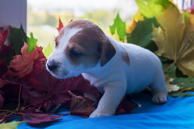 Foto puppy jack russell schattig en grappig