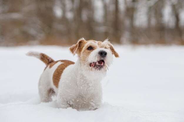 Puppy Jack Russell Terrier The dog is standing in the white snow