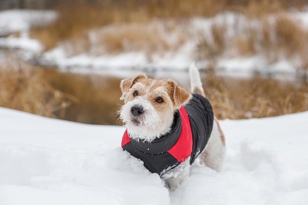 Puppy Jack Russell Terrier Dog in a jacket stands in white snow