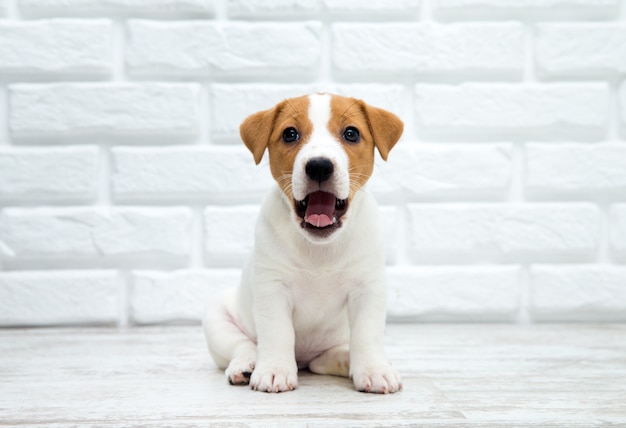 Puppy Jack Russell Terrier. Hondzitting op houten vloer.