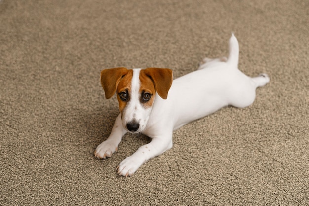 Puppy jack russell terriër liggend op een tapijt en schuldig opkijkend