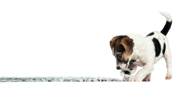 Puppy Jack Russell Terrier spelen met een touw, geïsoleerd op wit