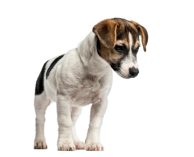 Puppy Jack Russell Terrier status, geïsoleerd op wit