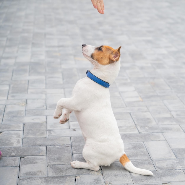 Puppy Jack Russell Terrier voert het commando uit Een kleine, grappige hond in een blauwe halsband speelt met de eigenaar tijdens het wandelen De perfecte metgezel Een vrouwelijke hondengeleider traint een slim huisdier