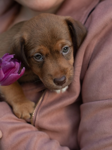 Puppy Jack Russell Terrier zit in de handen van de vrouw. Portret van een kleine hond.