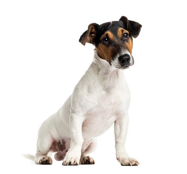 Puppy Jack Russell Terrier zittend, geïsoleerd op wit