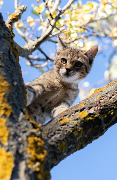 Foto puppy kat op een boom