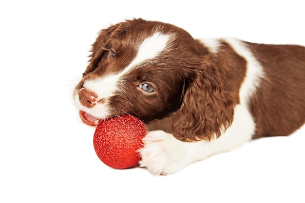 Puppy Kauwen Op Kerst Ornament