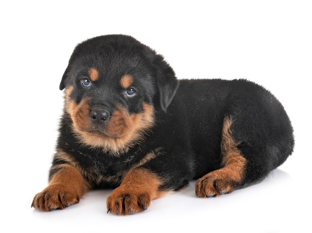 Puppy kijkt weg over een witte achtergrond