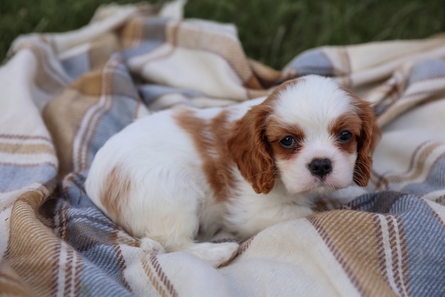 Puppy King Charles Spaniel on a blanket on the grass in the hot summer