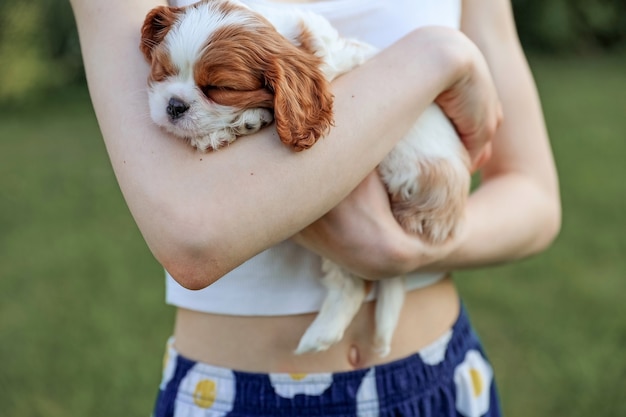 Puppy King Charles Spaniel on his hands against the background of nature