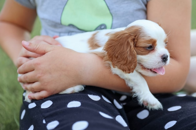Puppy King Charles Spaniel on his hands against the background of nature