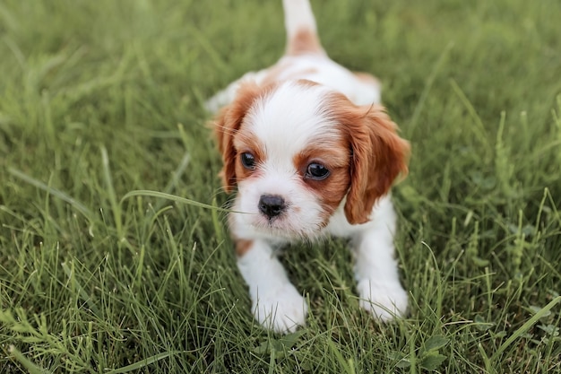 Puppy King Charles Spaniel ligt op het gras in de hete zomer