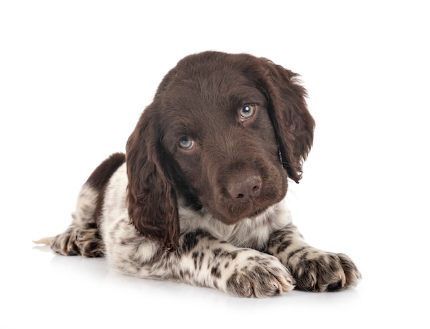 Puppy Kleine Munsterlander