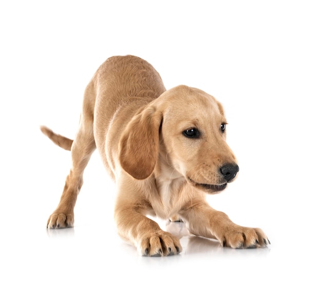 Puppy labrado retriever