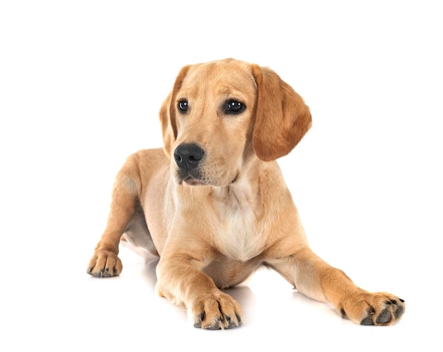 Foto cucciolo di labrado retriever