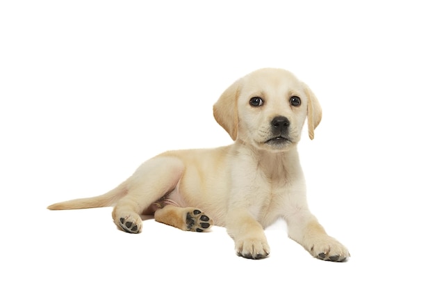 Foto cucciolo di labrador isolato su sfondo bianco