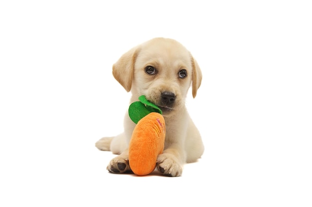 Foto cucciolo di labrador isolato su sfondo bianco