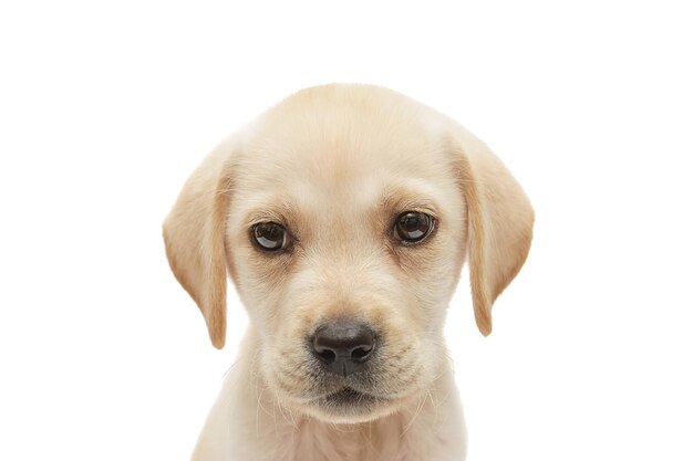 Foto cucciolo di labrador isolato su sfondo bianco