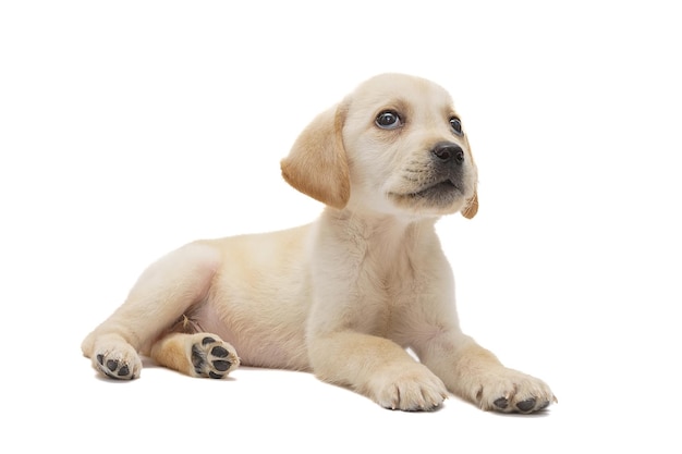 Foto cucciolo di labrador isolato su sfondo bianco