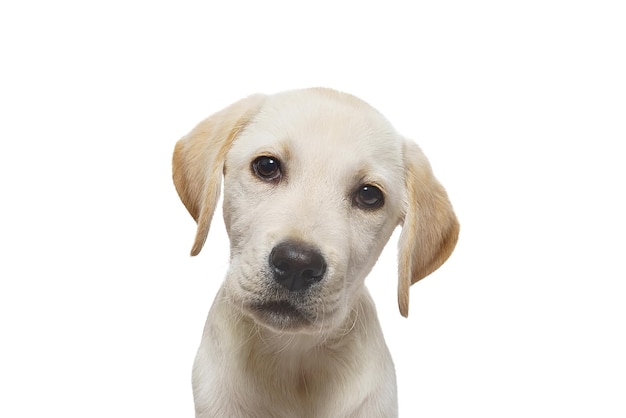 Photo puppy labrador isolated on white backgroundx9