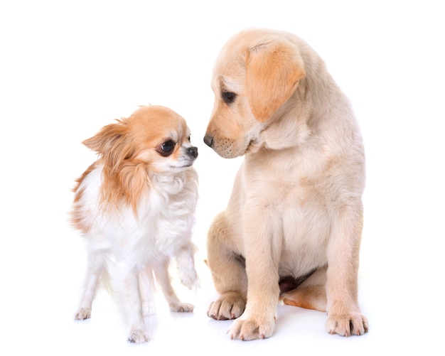 puppy labrador retriever and chihuahua