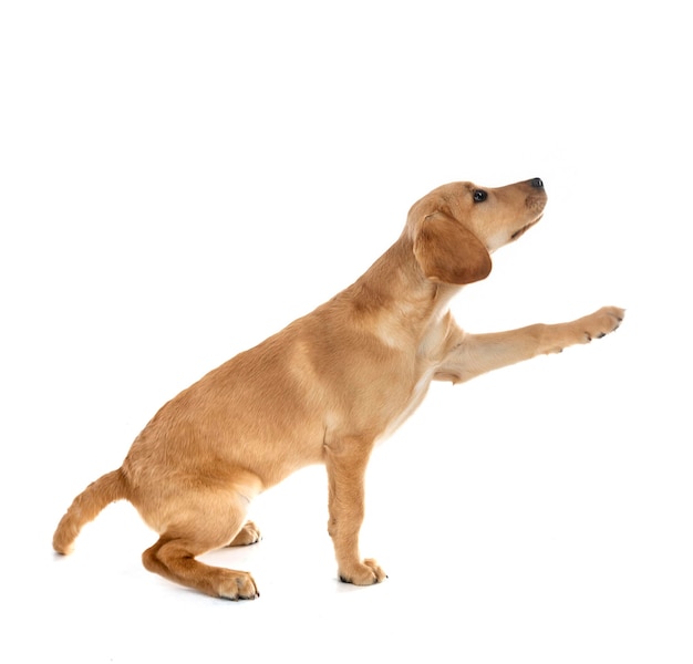 puppy labrador retriever in front of white background